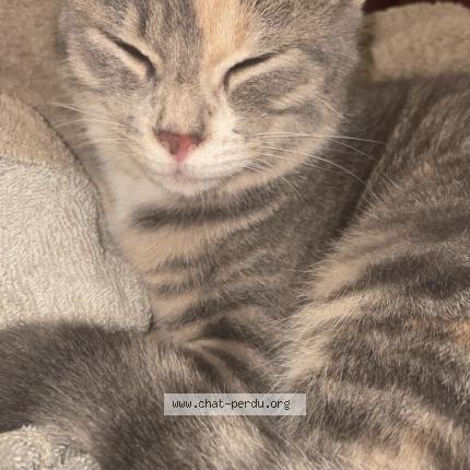 Photo 1/1 Chat trouvé Trouvé à Yvetot