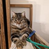 Photo de chat perdu à Le Blanc