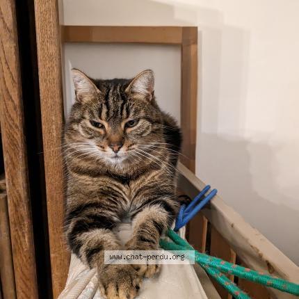 Photo 1/1 Chat retrouvé Perdu à Le blanc