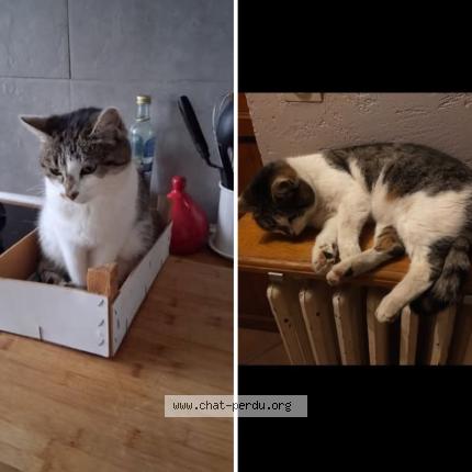 Photo 1/1 &Eacute;clair Chat perdu à Carignan