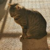 Photo de chat perdu à Saint Malo