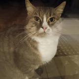 Photo de chat trouvé à Sottevast