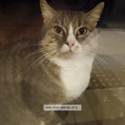 Photo 1/1 Chat trouvé Trouvé à Sottevast