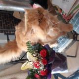 Photo de chat perdu à Sedan J Habite Une Maison