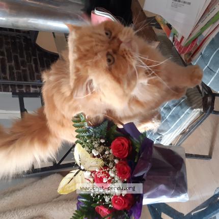 Photo de chat perdu à Sedan J Habite Une Maison