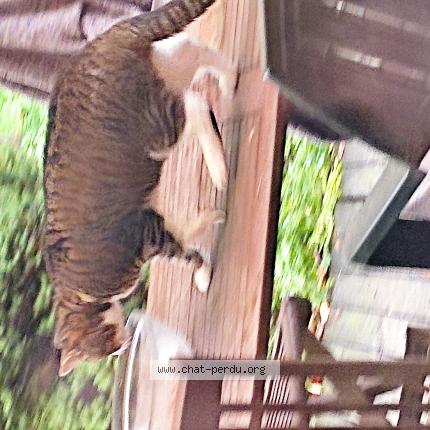 Photo 1/4 Chat trouvé Trouvé à Bazincourt sur epte