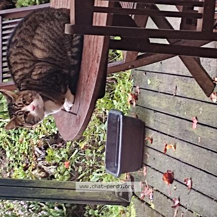 Photo 2/4 Chat trouvé Trouvé à Bazincourt sur epte