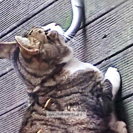 Photo 3/4 Chat trouvé Trouvé à Bazincourt sur epte
