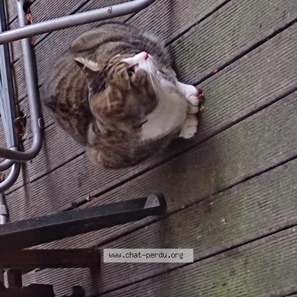 Photo 4/4 Chat trouvé Trouvé à Bazincourt sur epte