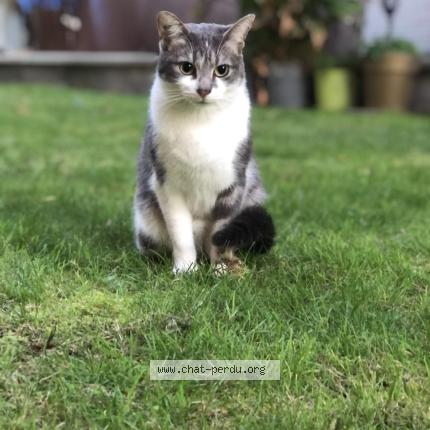 Photo 1/1 Chat retrouvé Perdu à Paris