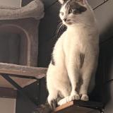 Photo de chat perdu à Annecy