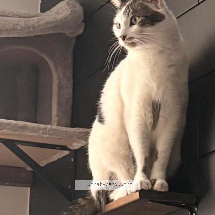 Photo de chat perdu à Annecy