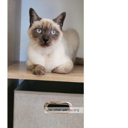 Photo 1/1 VANILLE Chat perdu à Toulouse