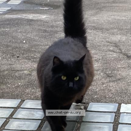 Photo 1/1 Chat retrouvé Perdu à Brive