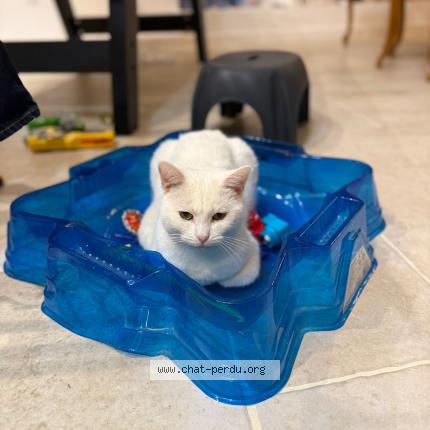 Photo 1/5 Ptiloup Chat perdu à Vert