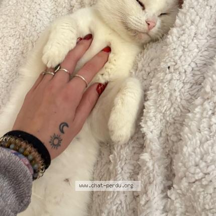 Photo 2/5 Ptiloup Chat perdu à Vert