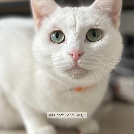 Photo 3/5 Ptiloup Chat perdu à Vert