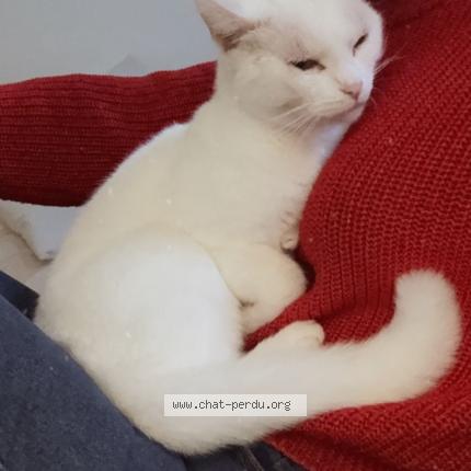 Photo 4/5 Ptiloup Chat perdu à Vert