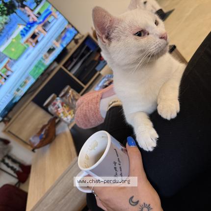 Photo 5/5 Ptiloup Chat perdu à Vert