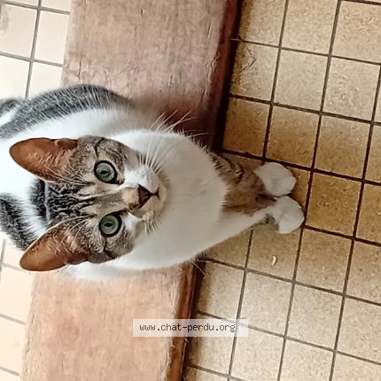 Photo 1/1 Boulette Chat perdu à Bonneval