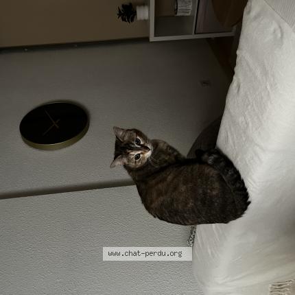 Photo 1/1 Tyla Chat perdu à Tarbes