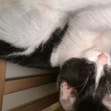 Photo de chat trouvé à Bordeaux