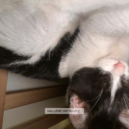 Photo 1/1 Chat trouvé Trouvé à Bordeaux