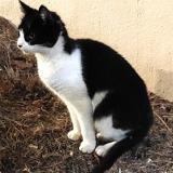 Photo de chat perdu à Coueron