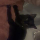 Photo de chat perdu à Canonsburg