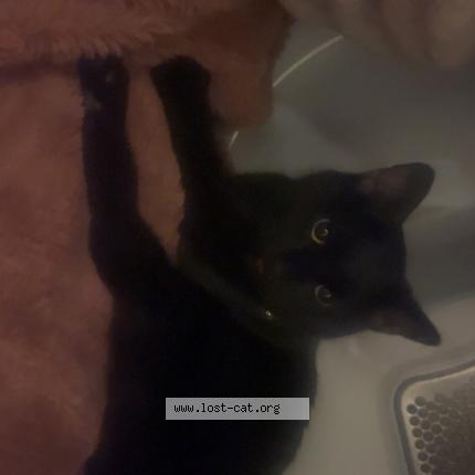 Photo 1/1 Gizmo Chat perdu à Canonsburg