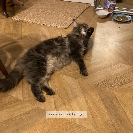 Photo 1/1 Utile Chat perdu à Montussan