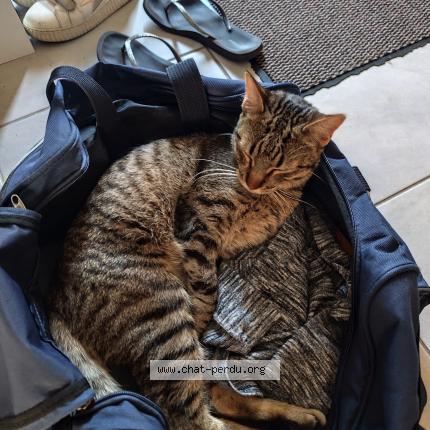 Photo 1/1 Sky Chat perdu à Caudan