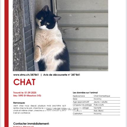 Photo 1/1 Chat trouvé Trouvé à St maurice
