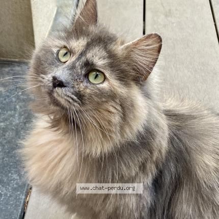 Photo 1/1 Chat retrouvé Perdu à Woluwe saint pierre