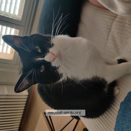 Photo de chat perdu à Colmar