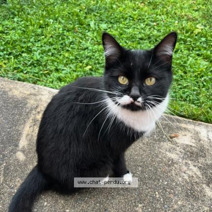 Photo 1/1 Chat retrouvé Perdu à Saint gaudens 31800