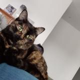 Photo de chat perdu à Mas De Londres