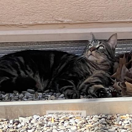 Photo 1/1 Chat retrouvé Perdu à Brest