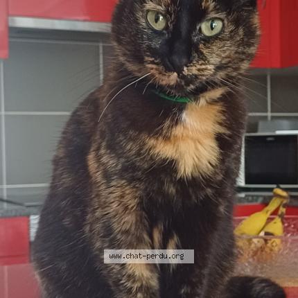 Photo 1/1 Chat retrouvé Perdu à Vix