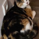 Photo de chat perdu à Pers Jussy