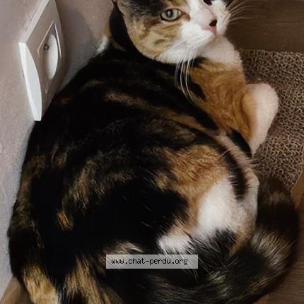 Photo 1/1 Orion Chat perdu à Pers jussy