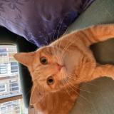 Photo de chat perdu à Sallanches