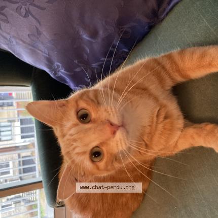 Photo 1/1 NOUNOU Chat perdu à Sallanches