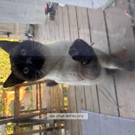 Photo 1/1 Chat trouvé Trouvé à Bayonne