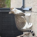 Photo de chat trouvé à Breux Jouy
