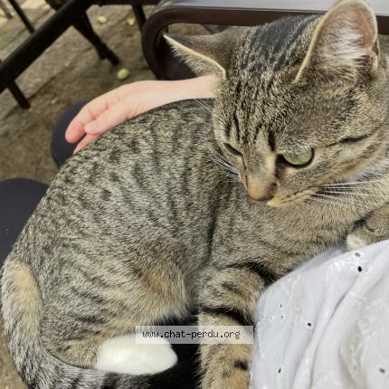Photo 1/1 Xena Chat perdu à Auboue