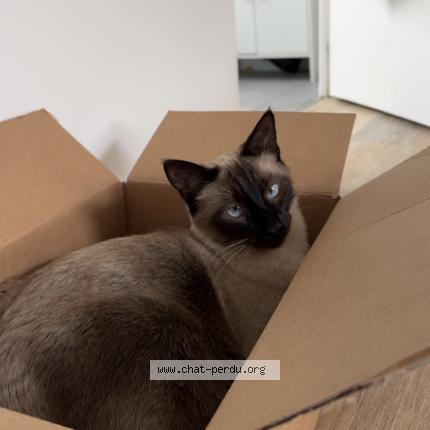 Photo de chat perdu à Villeurbanne