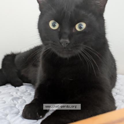 Photo 1/1 Chat retrouvé Perdu à Le temple