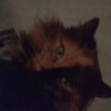 Photo de chat perdu à Le Crotoy