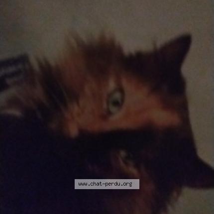 Photo 1/1 Venise Chat perdu à Le crotoy